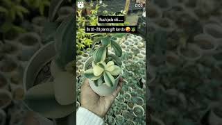 rakhi gift #the_home_botanist #raakhispecial #plantshopping #ytshortsvideo #shorts