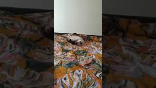 Cute Ragdoll kitten somersaults 😅 so funny 🤣 #shorts