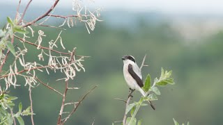 Lesser grey shrike - Lanius minor - Sfrâncioc cu frunte neagră