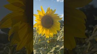 Sunflower Field Andover MN