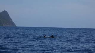 False Killer Whales!!! Orca Impostors!