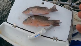 Spearfishing for dinner in Key West, Florida (Mangrove Snapper)