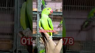 Indian ring neck baby | টিয়া পাখির বাচ্চা | #shorts_video #birds