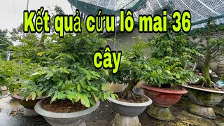 Kết quả cứu lô mai 36 cây,không được như mong đợi