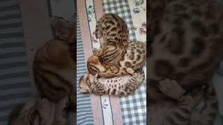 Bengal kittens 0 till 8 weeks #houseofchaosnl #subscribe #bengalcat #kitten #growth #cat #fyp #viral