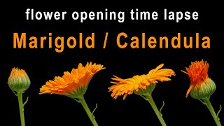 Marigold / Calendula flower opening - time lapse [4K]