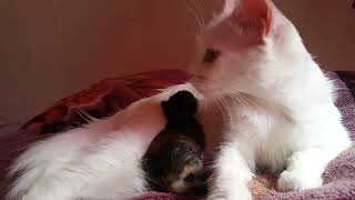 #short #shorts #cat white cat give birth to black kitten [who doesnt like cats]😍😍