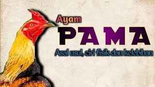 AYAM PAMA CIRI FISIK DAN KELEBIHAN