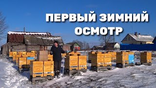 Первый зимний осмотр пчёл