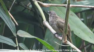 Olive-winged Bulbul @ Chiu S C DSCN9225