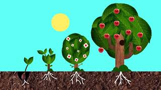 WHERE DO APPLES COME FROM? 🍏🍎  Educational Video for Kids | Lingokids