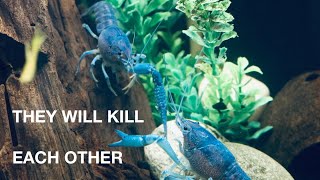 ARE CRAYFISH AGGRESSIVE?