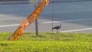 Florida Limpkin