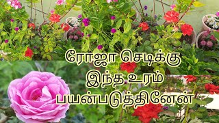 ரோஜா செடிக்கு இந்த உரம் பயன்படுத்தினேன் /Terrace Garden Rose Plant Care