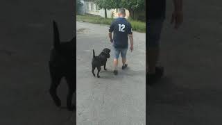 Афина 🐕начинает носить сумку😃