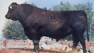 Thomas Angus Ranch - Brand Video - Bulls.mp4