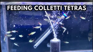 Feeding 30 Colletti Tetras