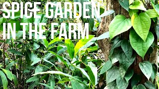 Spice Garden with Black Pepper Vines and Native Ginger Plants