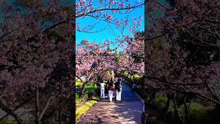 Salieron los CEREZOS en FLOR o SAKURA, Jardín Japonés #shorts