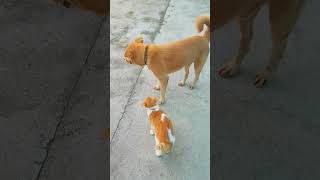 Funny Dog Giddy with Joy 🤣 #pets #funny #shortsvideo #shorts