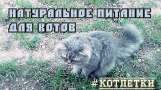 Чем кормить кота? Котлетки для кошек. Натуральное питание