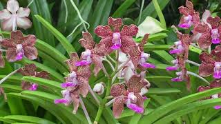 📍Gorgeous flowers at National Orchid Garden, Singapore