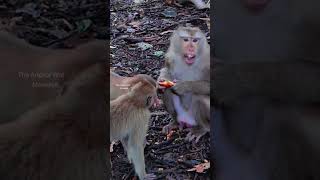 Looking really sweet family! Leo Rainbow came to ask mother to share some food but why Liby not..