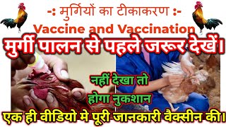 मुर्गी को वैक्सीन कैसे करें।How to vaccinate chikens. vaccination in poultry Farm. ffg, sonali, Desi