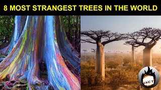 8 Most Strangest Trees in the world