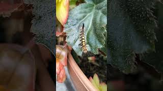 Sloe moth caterpillar / Blackthorn moth caterpillar / Štětconoš trnkový housenka