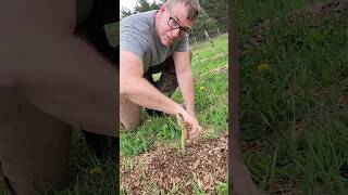 Pick and Eat Raw Asparagus That We Grew! #farmlife #shorts #asparagus #homesteading #garden #diy