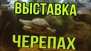 Выставка черепах.