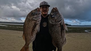 Snapper in the shallows | Landbased Harbour Fishing