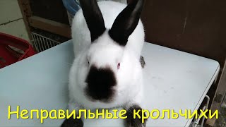 Неправильные крольчихи Все крольчихи кормят крольчат