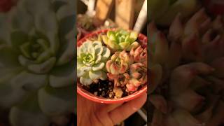 Suculentas de mi Jardin #garden #plants #succulent #succulentes #suculentas #suculentasrd