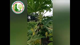 | Red laddy papaya 786 plants | 3 to 4 month plants | By Krishi Jeevani Genetics |#red#laddy#papaya