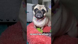 Here for you 💜 #dog #pug #cute #funny #pets #fyp #shorts