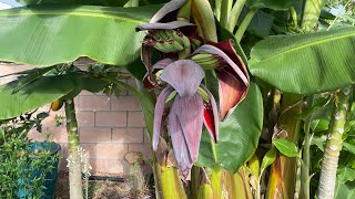 Think you can grow tropical fruits in your backyard.  These bananas are hudge