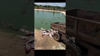 Working every day ! You need this job , Feeding to crocodile at farm #crocodile #short EP18