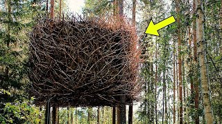 Park Ranger Turns Pale Seeing This Nest - He Calls Police When He Realizes What's Inside