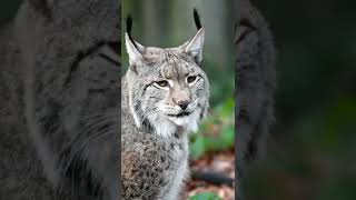 bobcat