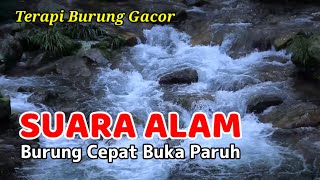 TERAPI BURUNG GACOR Suara Alam Gemericik Air Mengalir, Burung Cepat Buka Paruh