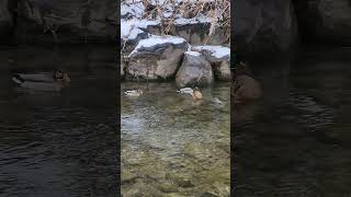 #ducks swimming in #cheonggyecheon stream  #seoul