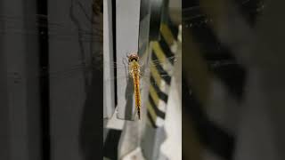 #short dragonfly #lakwatseragirl #insect