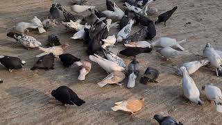 Amazing Pigeon Farm | Pigeon Lover Man | Bd Pigeon Farm | Shanto Islam