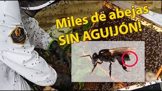 No tienen aguijón, pero usan otros trucos! #stinglessbees