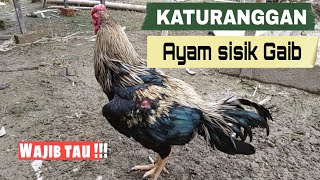 AYAM BANGKOK SISIK KAKI GAIB | KATURANGGAN AYAM ADUAN SATRIA SINEKTI YANG MEMATIKAN