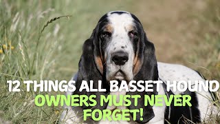 12 Things All Basset Hound Owners Must Never Forget! 🐶