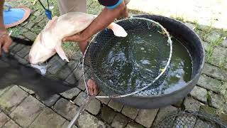 MANCING IKAN NILA BESAR-BESAR