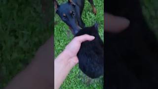 Doberman Kediyi Resmen Yedi (Doberman vs Kedi) #shorts